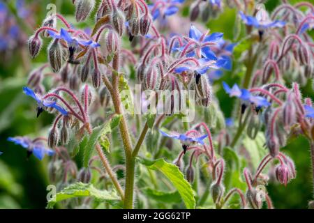 Borago officinalis Borago Blumen Borretsch Blume Stockfoto