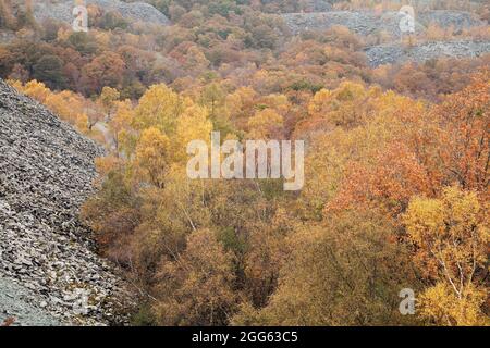 Happen in Moss Rigg Wood in der Nähe von Hodge Close Quarry in Cumbria, UK Stockfoto