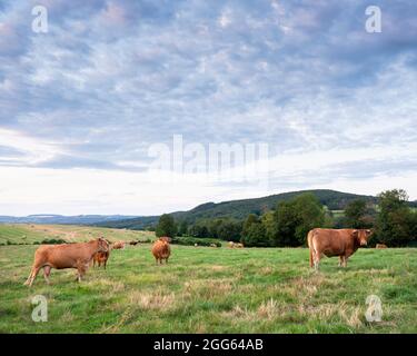 Braune limousin Kühe grasen in grünen Grasfeldern der französischen landschaft von morvan Stockfoto