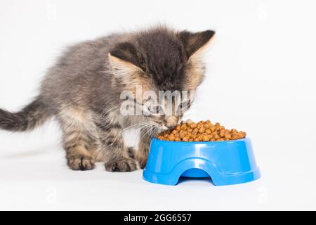 Ein kleines graues Kätzchen frisst auf weißem Grund leckeres Futter für Katzen. Waren für Haustiere Stockfoto