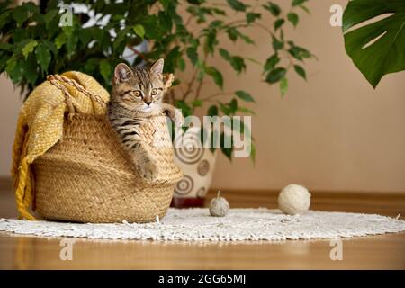 Ein süßes tabby Kätzchen schaut mit Strickfäden aus den Körben. Aufnahmen zu Hause. Stockfoto
