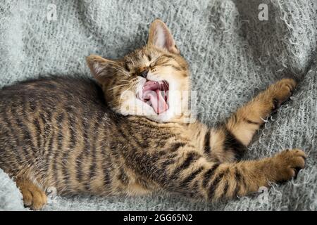 Ein niedliches gähnende Kätzchen mit einem weit geöffneten Mund und geschlossenen Augen. Stockfoto