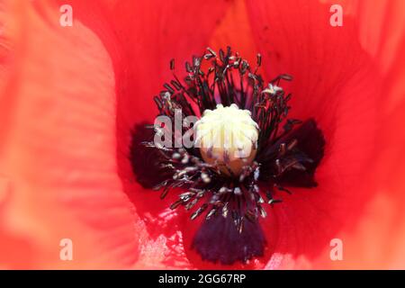 Nahaufnahme einer leuchtend roten Mohnblume in einem Garten Stockfoto
