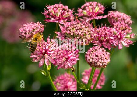 Astratia Major Claret Flower große Sternwürze und Honigbiene Stockfoto