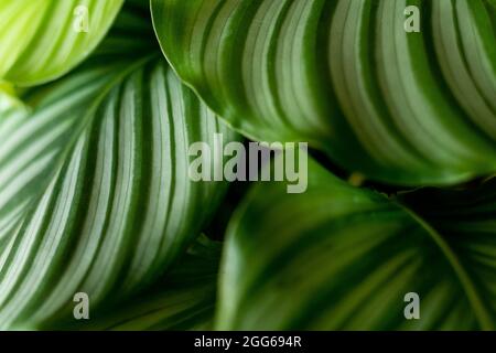 Calathea-Pflanze. Grünes Blatt Natur Konzept tropische exotische Hintergrund Muster Textur in hoher Auflösung Tapete aus nächster Nähe. Pflanzen im Haus Stockfoto