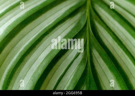 Calathea-Pflanze. Grünes Blatt Natur Konzept tropische exotische Hintergrund Muster Textur in hoher Auflösung Tapete aus nächster Nähe. Pflanzen im Haus Stockfoto