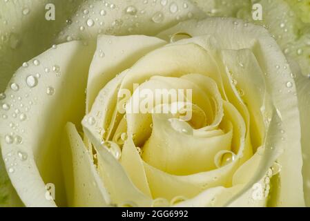 Nahaufnahme der weißen Rose mit Tau. Nahaufnahme einer weißen Rose mit Regentropfen auf den Blütenblättern Stockfoto