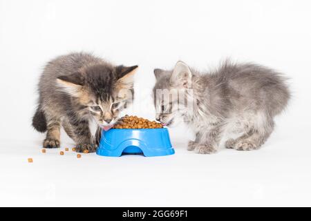 Zwei kleine graue Kätzchen essen Trockenfutter auf weißem Hintergrund. Futter für Katzen, Shop für Haustiere. Stockfoto