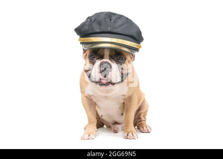 Nette französische Bulldogge tragen Polizei Hut isoliert auf weißem Hintergrund, Haustiere und Tier-Konzept Stockfoto