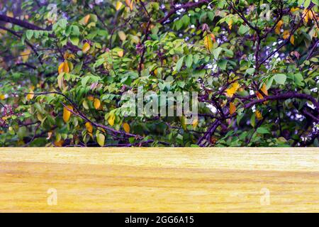 Holzbrett leerer Tisch vor Sternfrucht-Blättern zur Produktdarstellung Stockfoto