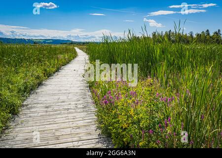 Die Promenade der Saint Fulgence-Wohnungen an einem Sommertag, ein Sumpfgebiet am Saguenay-Fjord in Quebec (Kanada) Stockfoto