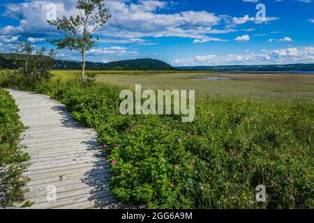 Die Promenade der Saint Fulgence-Wohnungen an einem Sommertag, ein Sumpfgebiet am Saguenay-Fjord in Quebec (Kanada) Stockfoto