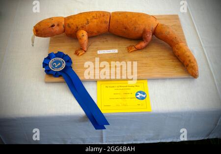 Dunmow, Großbritannien. August 2021. Dunmow Essex England Großbritannien Little Easton Countess of Warwick Country Fair 29 Aug 2021. Die Show geht bis zum Feiertagsmontag weiter. Kredit: BRIAN HARRIS/Alamy Live Nachrichten Stockfoto