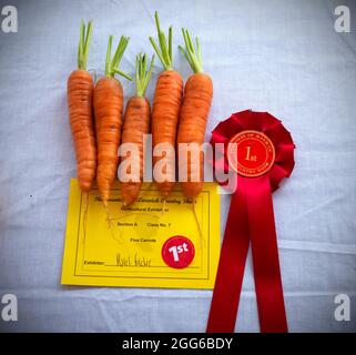 Dunmow, Großbritannien. August 2021. Dunmow Essex England Großbritannien Little Easton Countess of Warwick Country Fair 29 Aug 2021. Die Show geht bis zum Feiertagsmontag weiter. Kredit: BRIAN HARRIS/Alamy Live Nachrichten Stockfoto