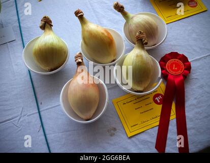 Dunmow, Großbritannien. August 2021. Dunmow Essex England Großbritannien Little Easton Countess of Warwick Country Fair 29 Aug 2021. Die Show geht bis zum Feiertagsmontag weiter. Kredit: BRIAN HARRIS/Alamy Live Nachrichten Stockfoto