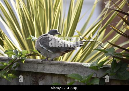 Nahaufnahme einer Gemeinen Waldtaube (Columba palumbus), Jugendlicher, stehend auf einem Gartenzaun in der Sonne, im linken Profil mit Kopf nach rechts Stockfoto