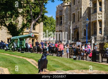 Nahaufnahme des Raben im Tower of London. Touristen & Gebäude im Hintergrund. Die Legende besagt, dass, wenn die Raben den Turm verlassen, die Krone und Großbritannien fallen werden. Stockfoto