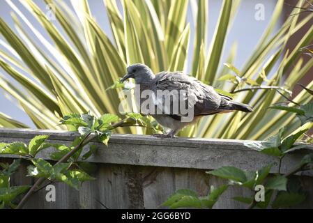 Nahaufnahme von Juvenile Common Woodpigeon (Columba palumbus), die im linken Profil auf einem Gartenzaun in der Sonne, Feathers Ruffled, in Großbritannien, steht Stockfoto