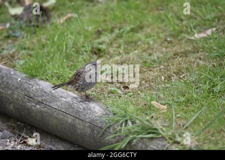 Rechts-Profil Nahaufnahme eines jugendlich-europäischen Robin (Erithacus rubecula), der im August auf einem Holzboden in einem Garten in Wales, Großbritannien, steht Stockfoto