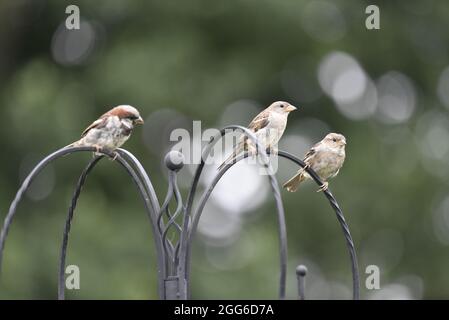 Nahaufnahme von drei Hausparrows (Passer domesticus) im rechten Profil, oben auf einem Vogelfutterhaus, mit Bokeh-Effekt-Hintergrund im Sommer in Großbritannien Stockfoto