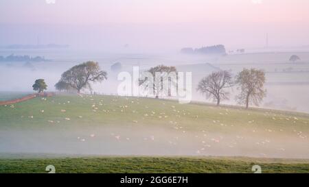 Eine Reihe von Bäumen wird von niedrig hängendem Nebel während eines wunderschönen pastellfarbenen Frühlings-Sonnenaufgangs in der Landschaft um Almscliffe Crag hervorgehoben. Stockfoto