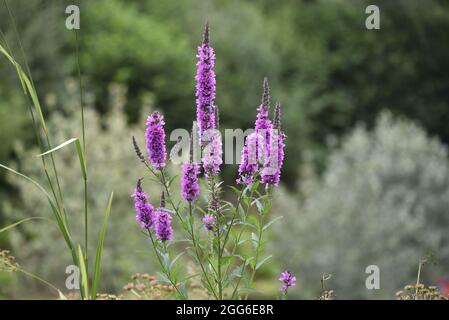 Nahaufnahme der Wildviolett-Loosestrife (Lythrum salicaria) blühende Pflanze vor einem verschwommenen Hintergrund auf dem Land, aufgenommen in einem Naturreservat, Großbritannien Stockfoto