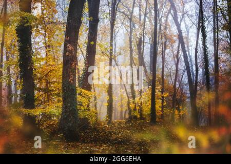 Nebliger Herbstwald. Farbverlauf des Herbstwaldes. Herbstwälder am Morgen. Selektiver Fokus Stockfoto