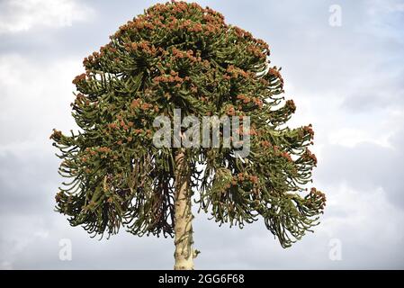 Nahaufnahme der Oberseite eines blühenden Affen-Puzzlebaums (Araucaria araucana) in Wales, Großbritannien, im August Stockfoto