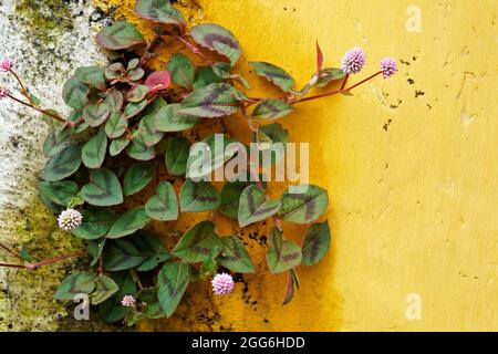 Rosa Globe Amaranth Blumen an der Wand Ecke (Gomphrena globosa) Stockfoto