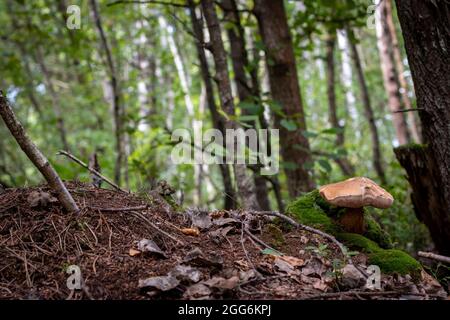 Ein ungenießbarer Pilz wächst im Wald in der Nähe des Ameisenbands Stockfoto