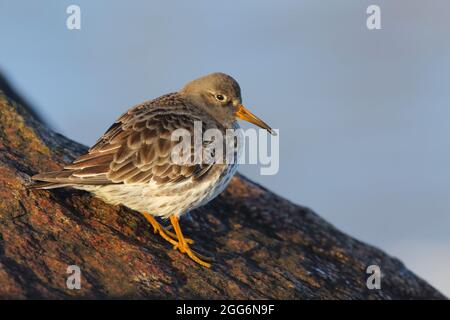 Ein erwachsener Purple Sandpiper (Calidris maritima) im Winter im nicht-brütenden Gefieder an der Ostküste Großbritanniens Stockfoto