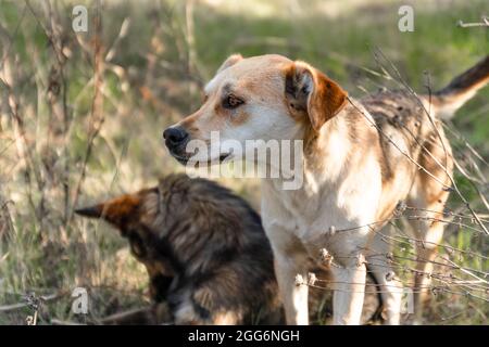 Niedliche zwei verspielte braune Hunde oder Haustier spielt und schaut sich in einem Park um Stockfoto