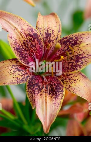 Asiatische Lilienblume Lilium 'Whistler', Lilien Stockfoto