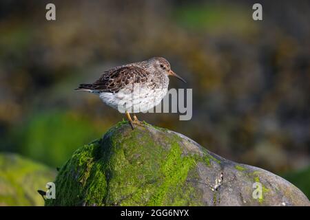 Ein erwachsener Purple Sandpiper (Calidris maritima) im brütenden Gefieder auf North Uist, Äußere Hebriden, Schottland Stockfoto