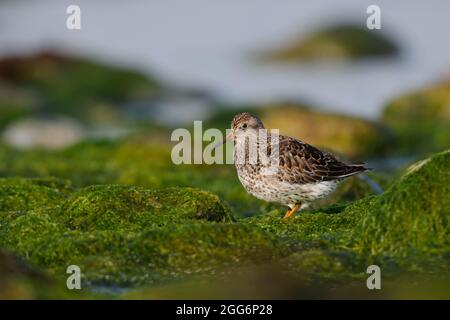 Ein erwachsener Purple Sandpiper (Calidris maritima) im brütenden Gefieder auf North Uist, Äußere Hebriden, Schottland Stockfoto