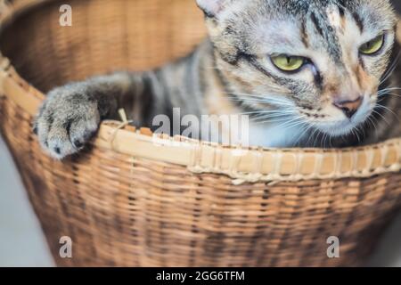 Eine wütende grau-braune gestromte Katze im gewebten Korb Stockfoto