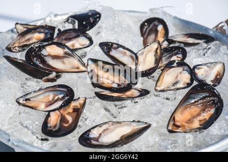 Von Hand geöffnet schwarze rohe Muscheln Mollusk auf dem Eis bereit, auf einem Teller in einem Fischmarkt zu essen, Meeresfrüchte, Sushi Stockfoto