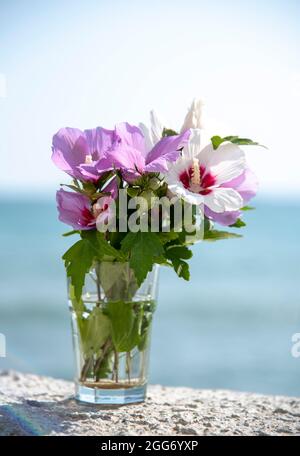 Ein Bouquet von zartem Hibiskus in einem Glas vor dem Hintergrund des Meeres. Stockfoto