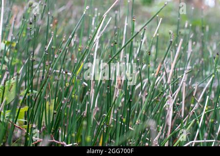 Wasserachtelhalm, Sumpfachtelhalm, Equisetum fluviatile, Nahaufnahme, selektiver Fokus. Stockfoto