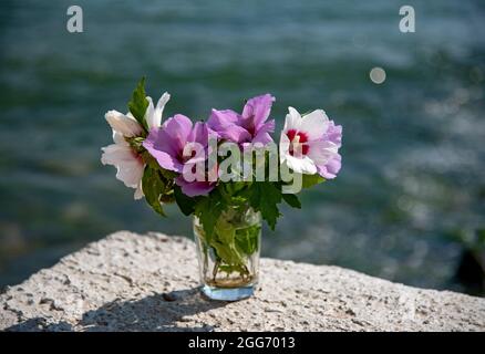 Ein Bouquet von zartem Hibiskus in einem Glas vor dem Hintergrund des Meeres. Stockfoto