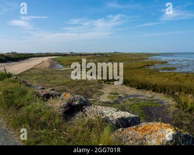 Moëze-Oléron National Nature Reserve. La Baudissière, Ile d'Oléron, Charente Maritime, New Aquitanien, Frankreich. Stockfoto