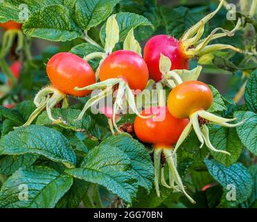 Große Hüften von Rosa rugosa, die als Zierhedging-Pflanze für ihre miesigen rosa Blüten und orangefarbenen Früchte verwendet werden - Somerset UK Stockfoto