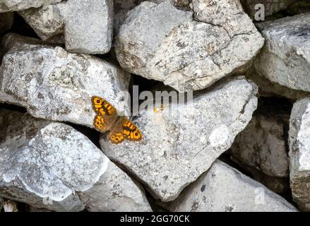 Männlicher Wandschmetterling Lasiommata megera auf einer Trockensteinmauer von Derbyshire - Peak District UK Stockfoto