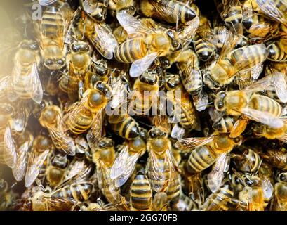 Extreme Makrofotografie von Krain-Honigbienen auf einem Kammrahmen Stockfoto