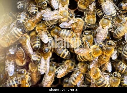 Extreme Makrofotografie von Krain-Honigbienen auf einem Kammrahmen Stockfoto