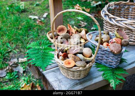 Körbe mit Pilzen auf Holzbank im Garten. Stockfoto