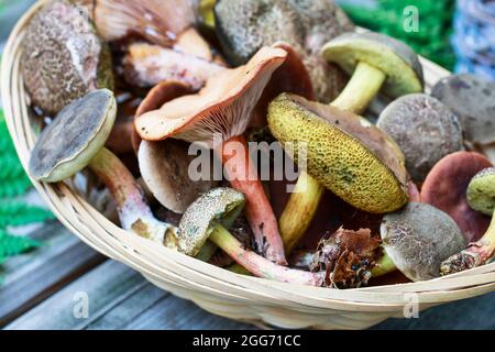 Körbe mit Pilzen auf Holzbank im Garten. Stockfoto