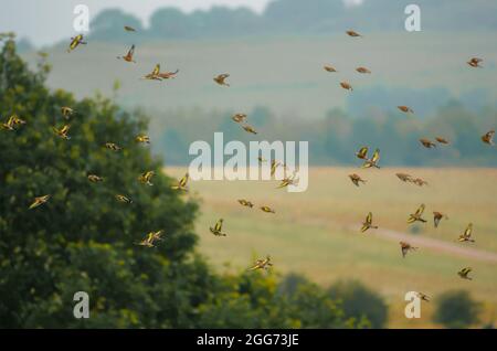 Eine große Herde Goldfinken (Carduelis carduelis) mit gewöhnlicher Linnet (Linaria cannabina), die auf Salisbury Plain Wilts UK fliegen Stockfoto