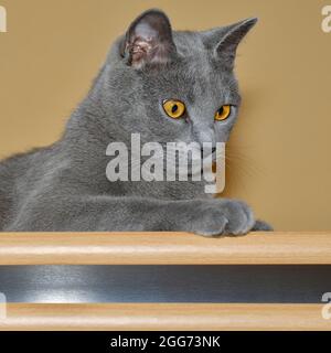 Porträt einer grauen Chartreux-Katze mit gelben Augen, die auf einem Holzregal vor einem warmen Innenhintergrund ruhen. Stockfoto