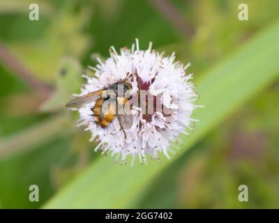 Tachina fera ist eine echte Fliege in der Familie der Tachinidae. Stockfoto